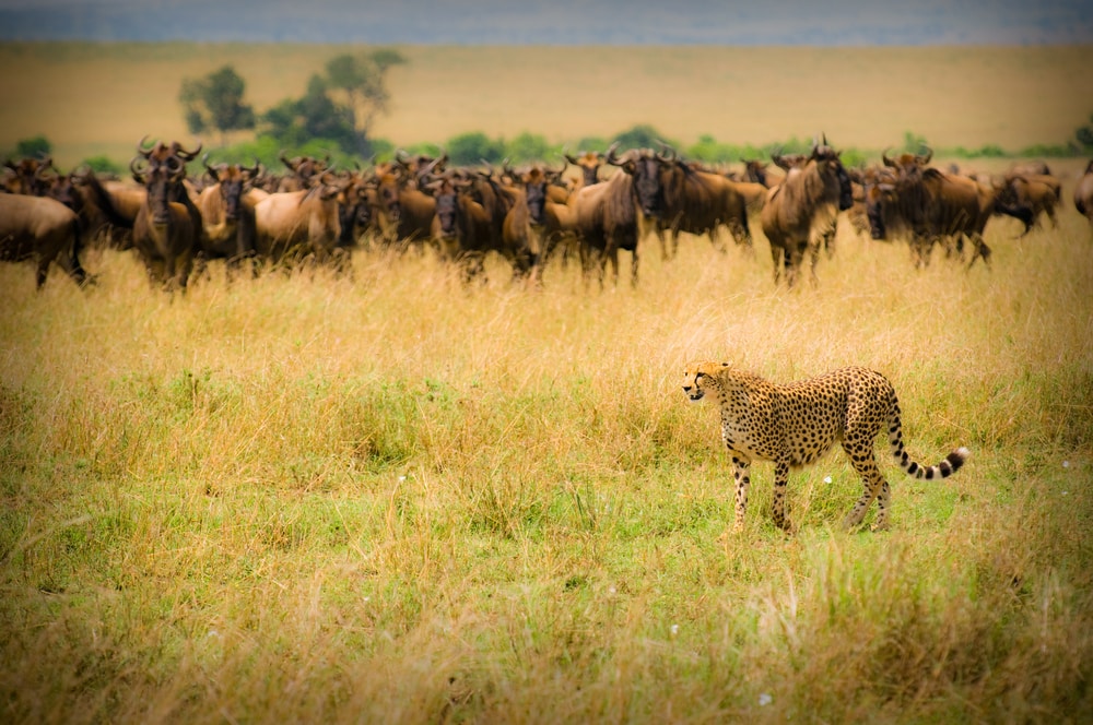 a cheetah hunting in Kenya