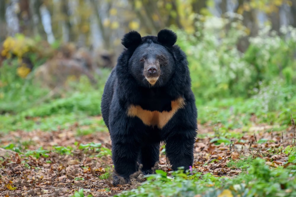 image of one of the bears in Japan, the Asianic black bear or the Ursus thibetanus japonicus