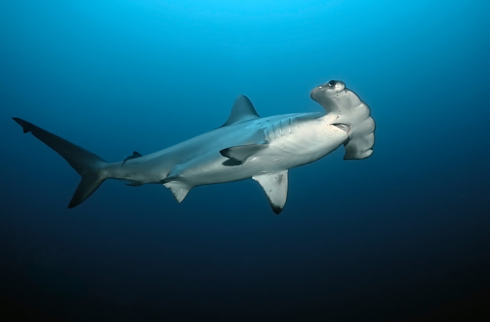 detailed view of one of the sharks in Maui, the Scalloped Hammerhead Shark (Sphyrna lewini) swimming in the ocean