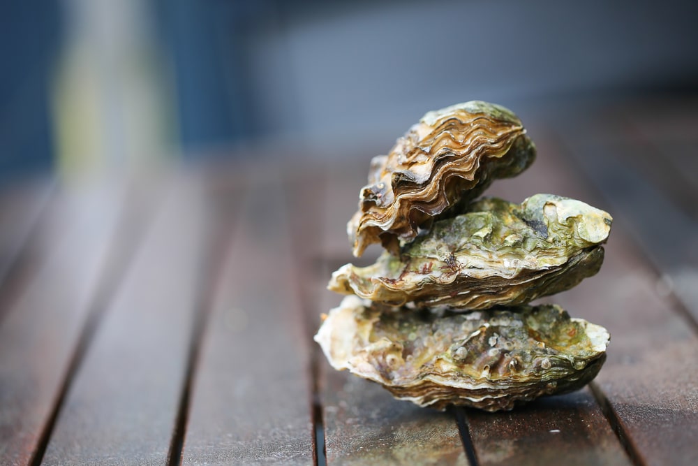 one of the indicator species, raw oysters on top of a wooden table