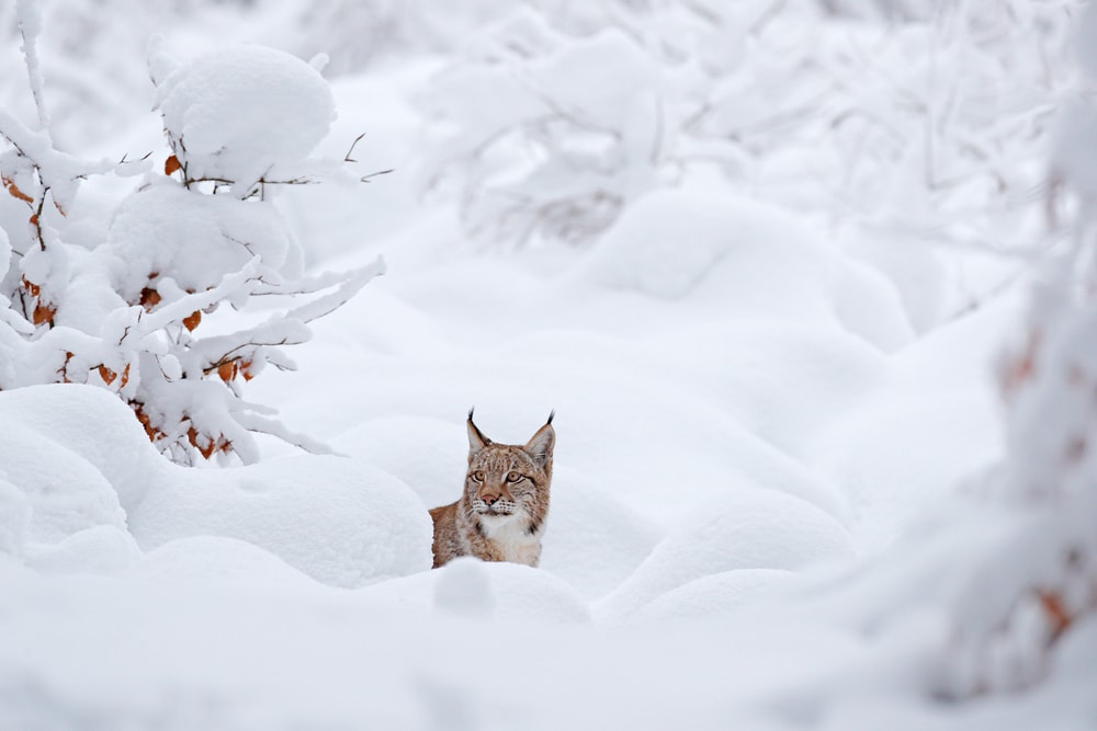 a Eurasian lynx coming out from snow pile