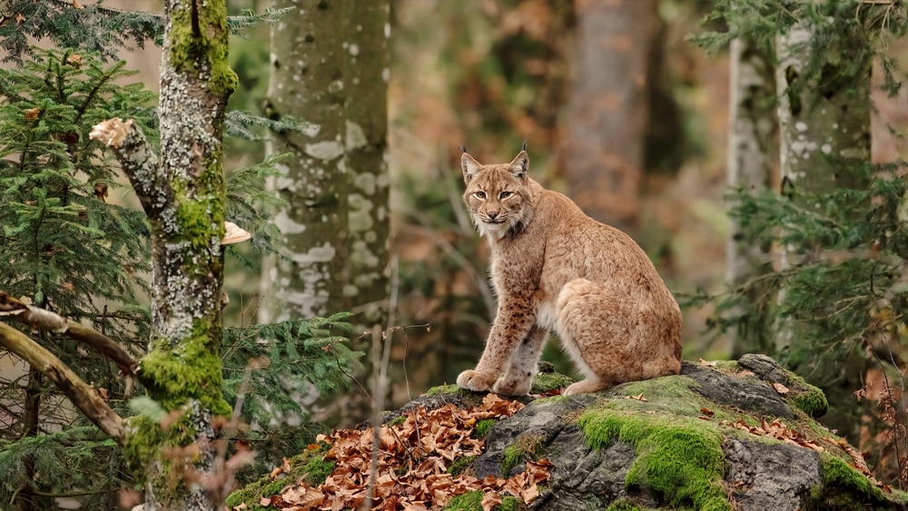 a bobcat sitting on top of a rock on a mossy forest