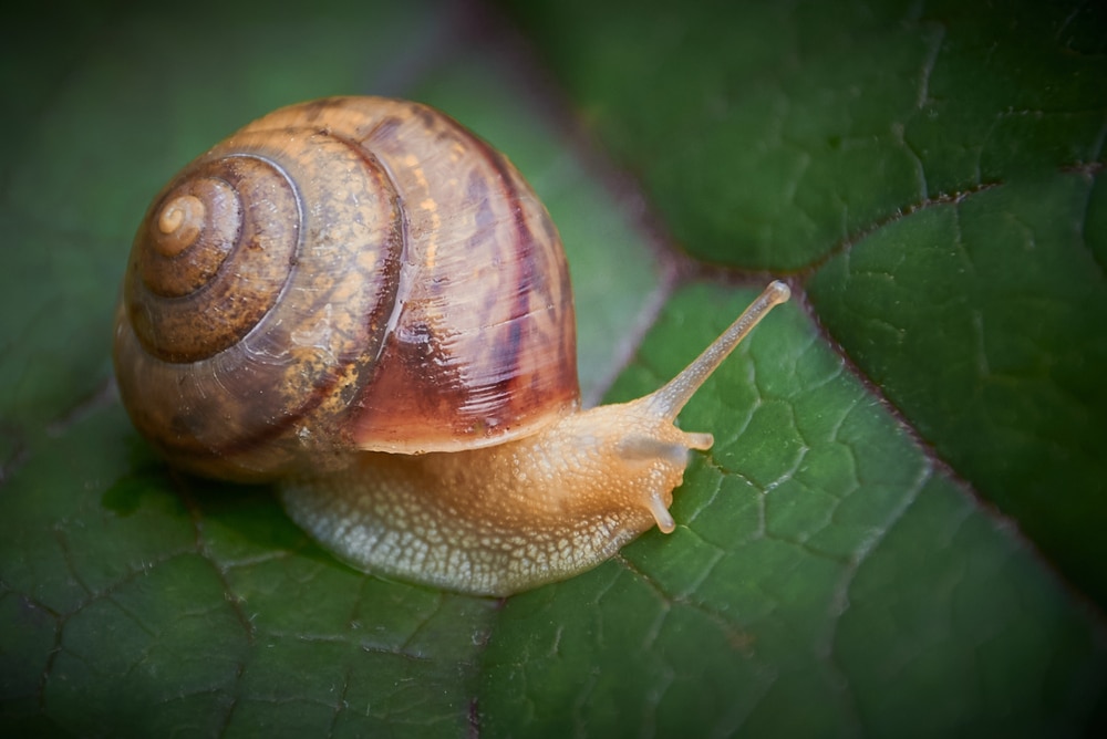 garden snail close up on a leaf 