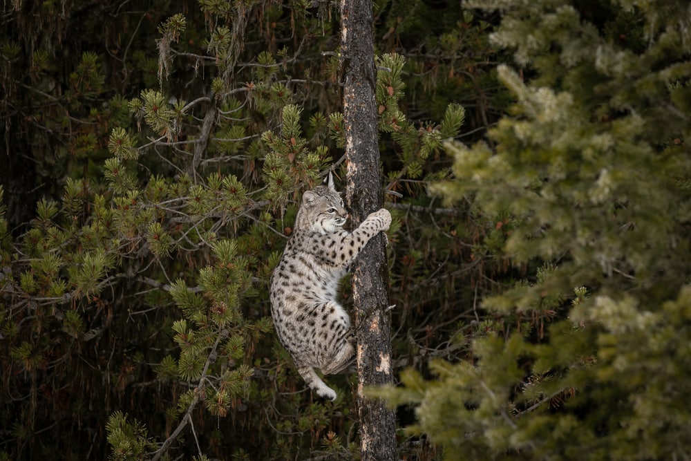 a juvenile bobcat climbing a tree