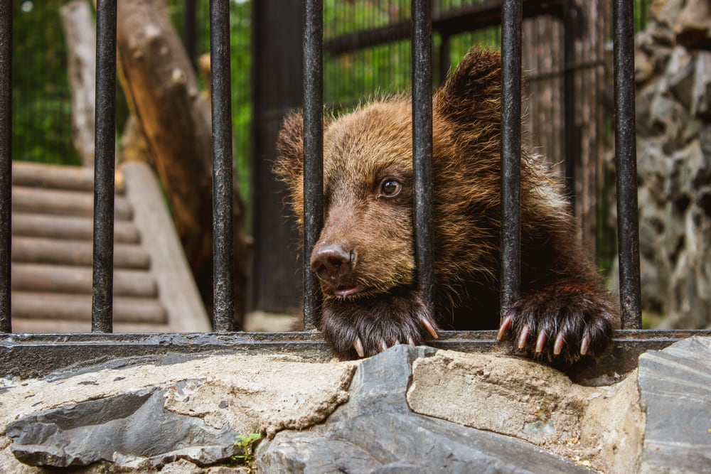 bear cub in captivity in animal zoo behind cage bars