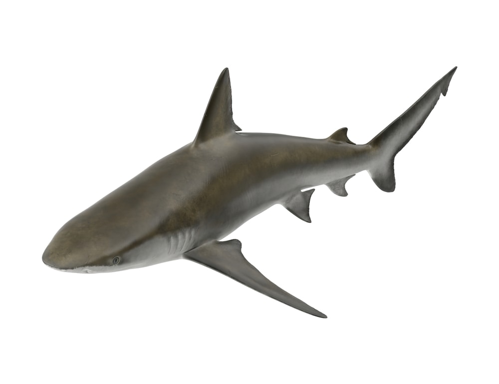 Bignose Shark 3D illustration on white background