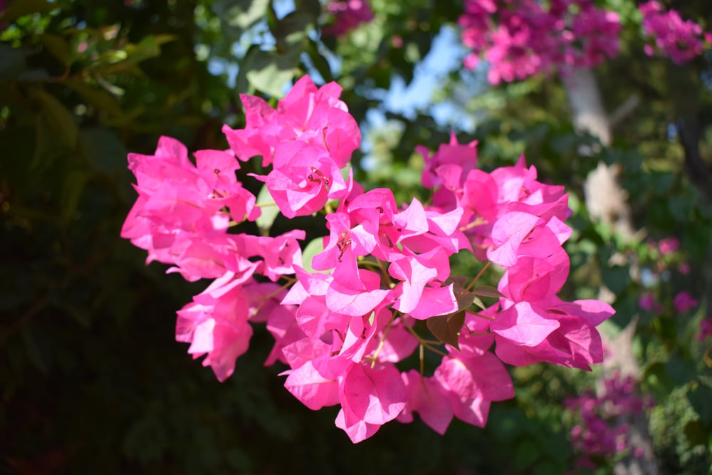 Lesser bougainvillea  (Bougainvillea glabra) is one of the flowering plants in the tropical rainforest 