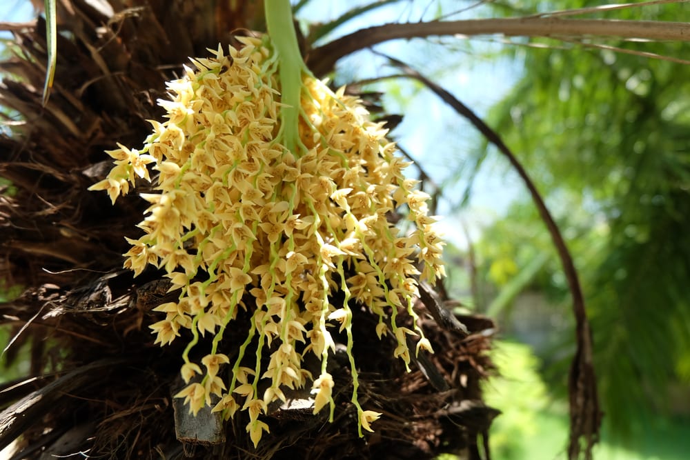 yellow palm flower  of the carnauba palm