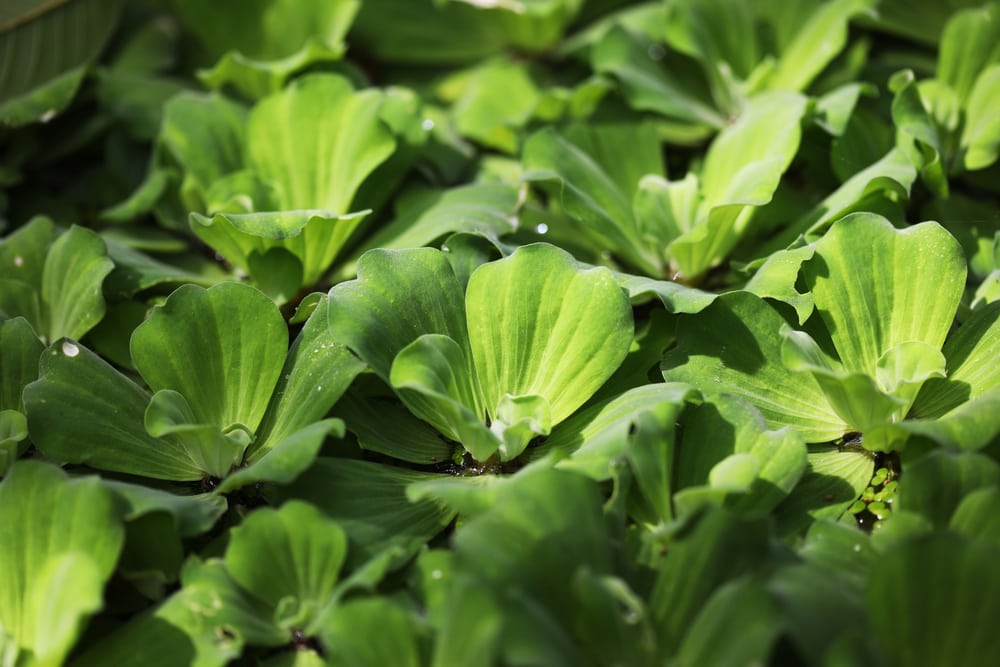 herbaceous plants in tropical rainforest, water lettuce (Pistia stratiotes) floating on pond