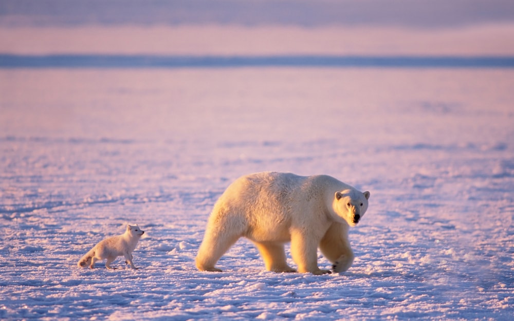 An arctic fox (Alopex lagopus) follows a polar bear (Ursus maritimus) as it hunts on the Arctic National Wildlife Refuge Alaska, USA