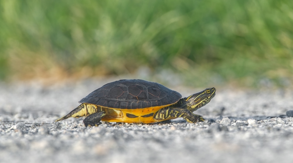 one of the turtles in Florida, chicken turtle (Deirochelys reticularia) - crossing on a gravel surface