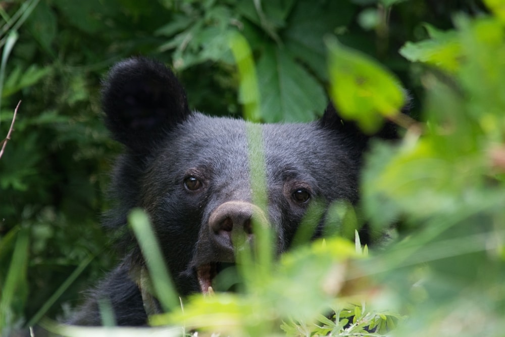 an Asian black bear photographed behind grass