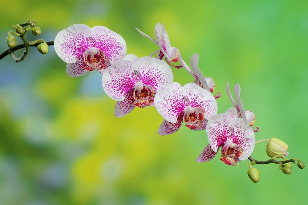 close up image of Moth orchid (Phalaenopsis spp.)