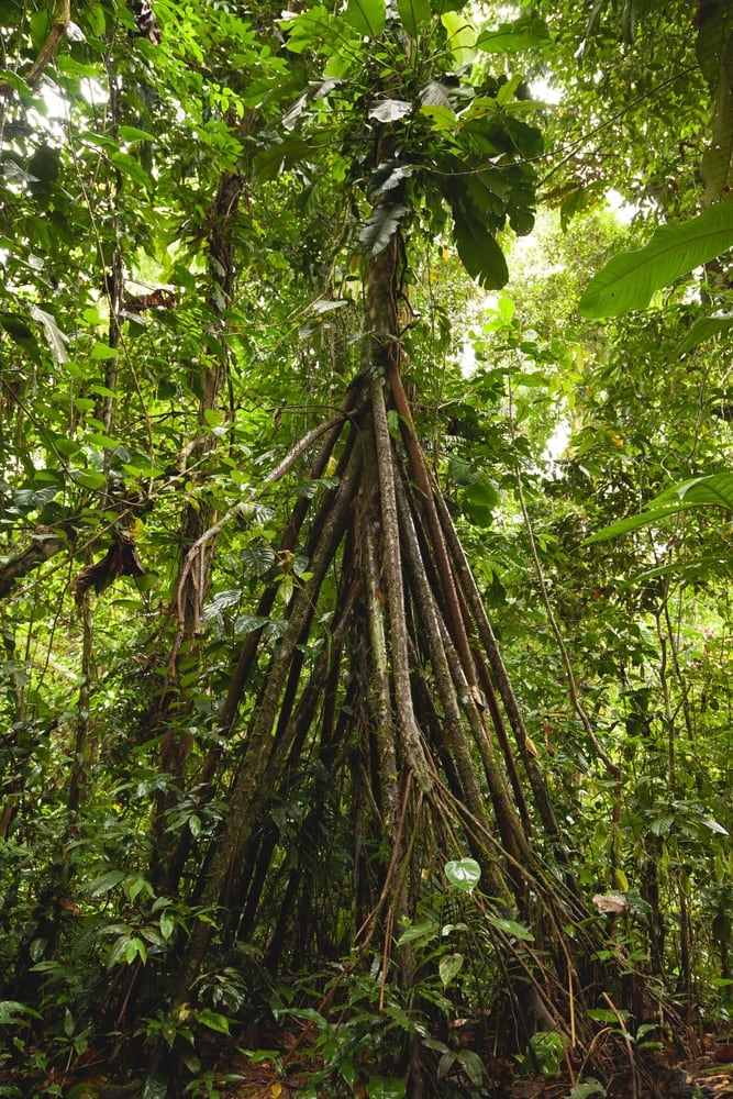 Impressive roots of tropical rainforest plants,  Socratea exorrhiza or Walking palm tree species in the Amazon rainforest, in the Manu National Park