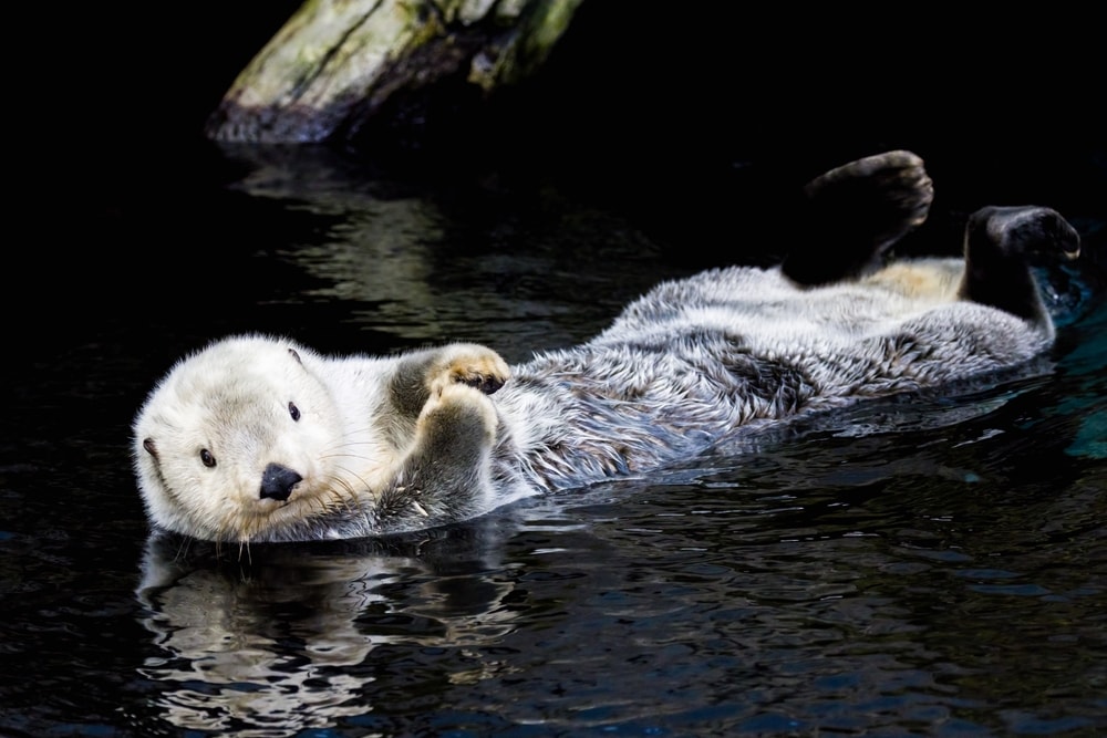image of a sea otter or Enhydra lutris floating on water