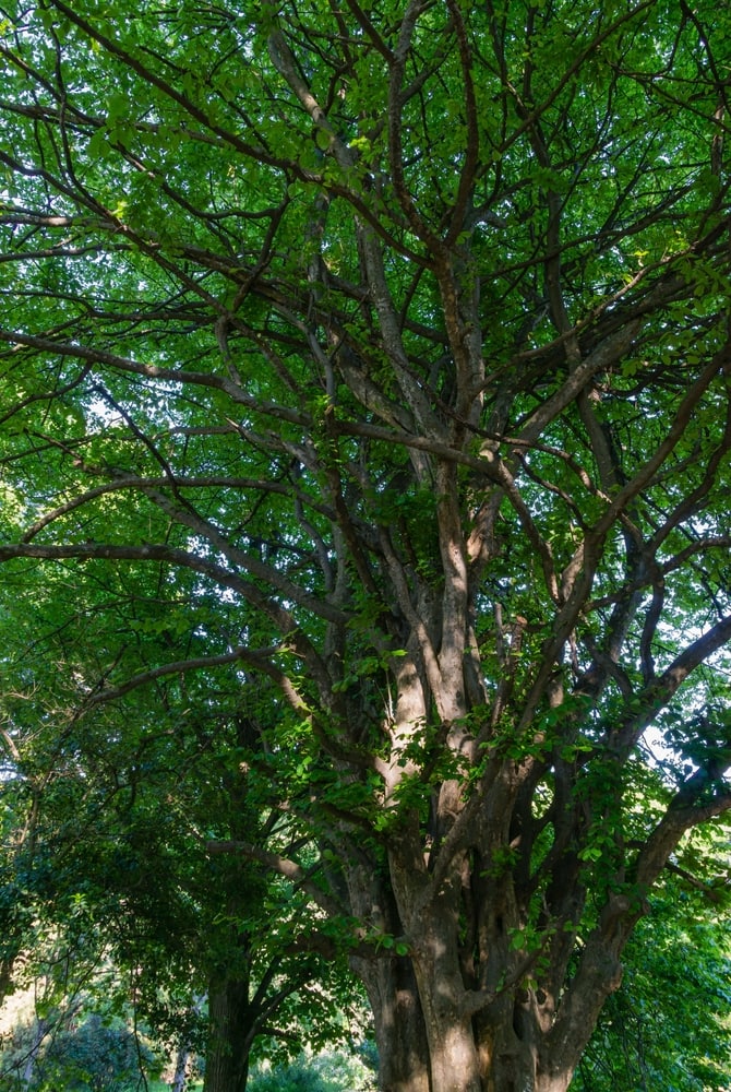 Old beautiful Parrotia persica or Persian ironwood tree in spring Arboretum Park Southern Cultures 