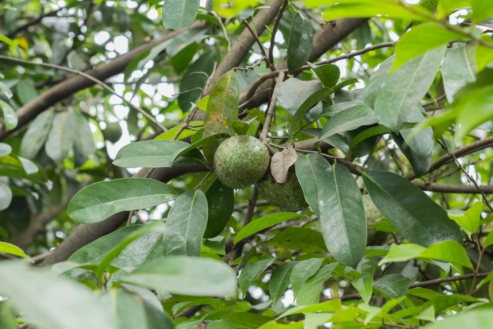 mountain soursop fruit on the tree, one of the fruit-bearing tropical rainforest plants