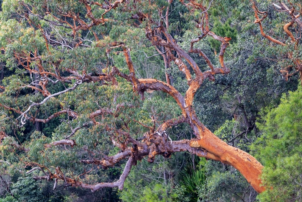 image of a Sydney red gum tree shedding its bark