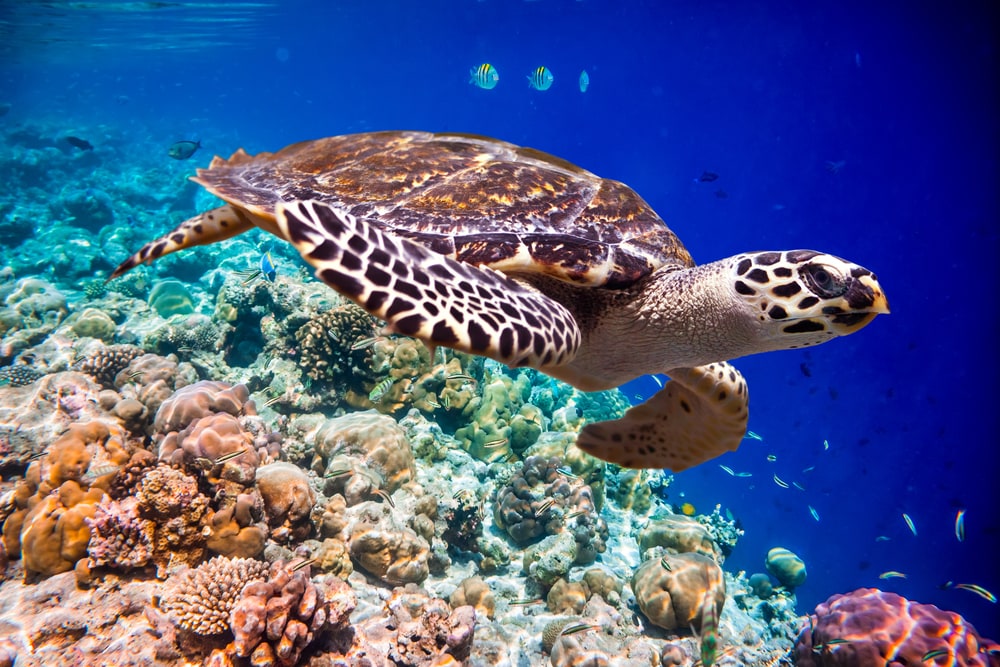 image of one of the species of sea turtles in Florida, the Hawksbill Turtle - Eretmochelys imbricata swimming in above coral reefs