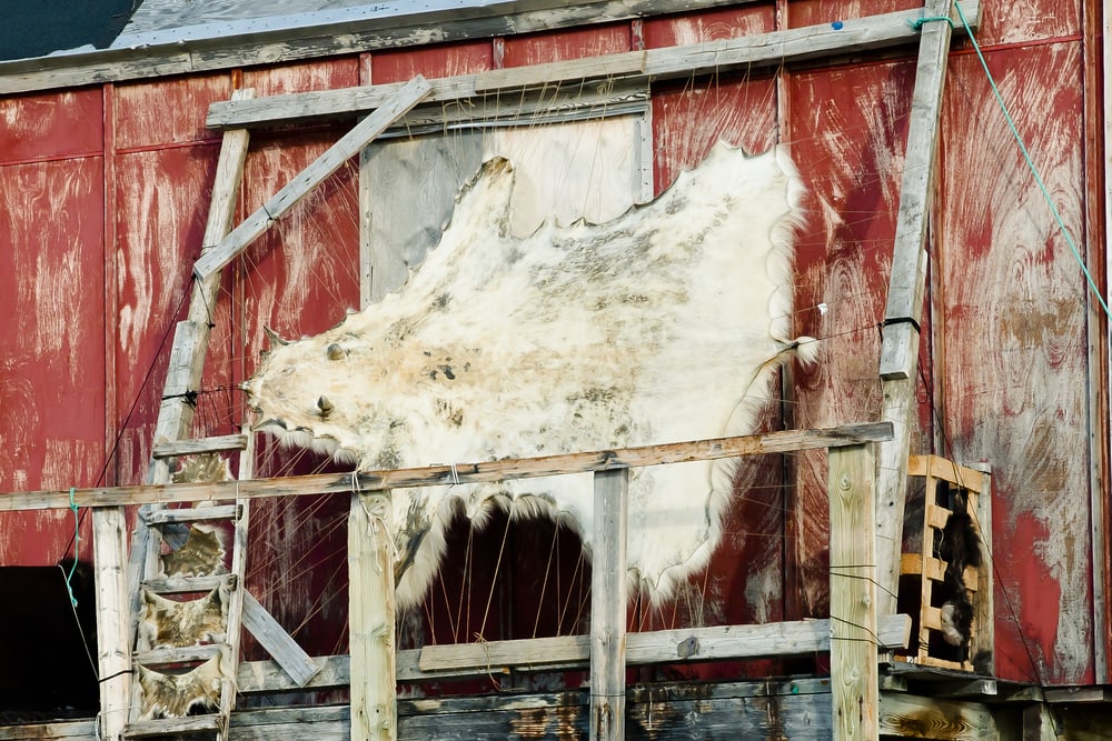 a polar bear skin hanged and displayed