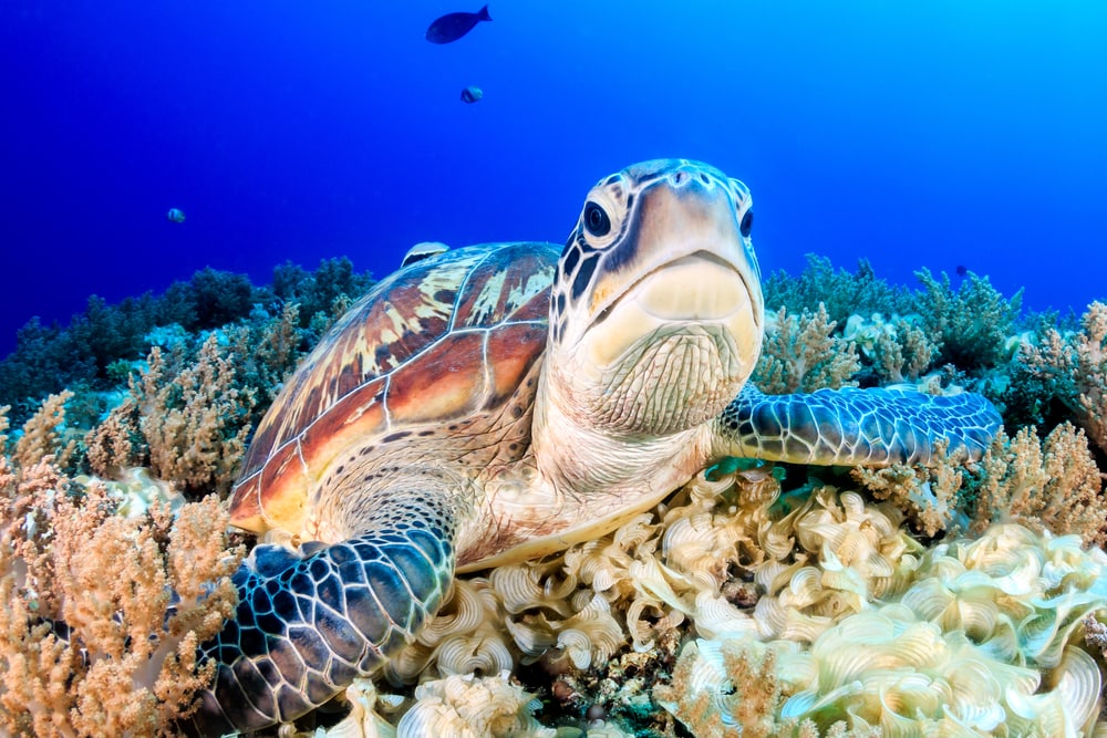 close up image of one of the sea turtles in Florida, the green sea turtle or Chelonia mydas swimming above the coral reefs