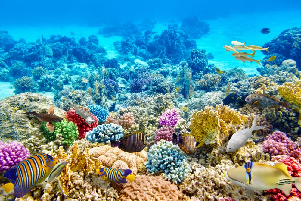 corals and fish in underwater marine life. Corals are one of the examples of a foundation species