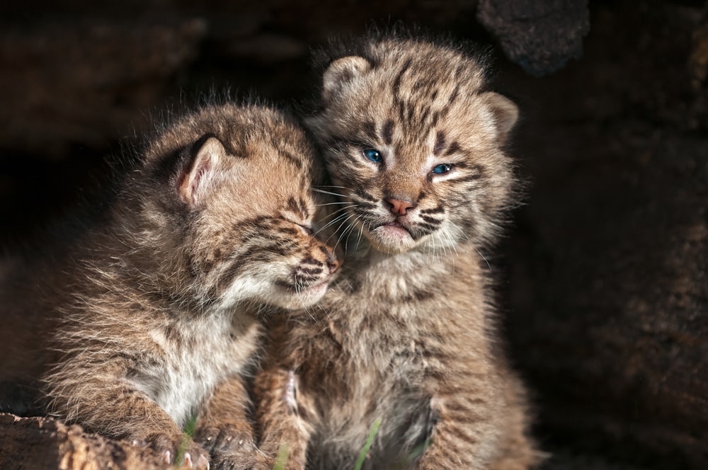 two juvenile bobcats leaning at each other under a rock