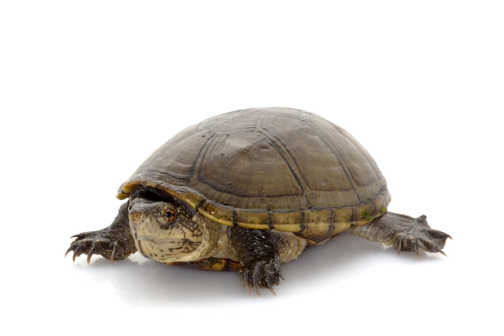 Florida mud turtle (Kinosternon subrubrum steindachneri) isolated on white background.
