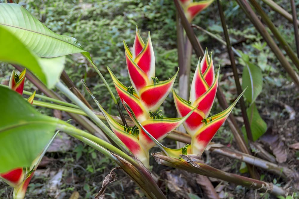 a heliconia is one of the beautiful tropical rainforest plants
