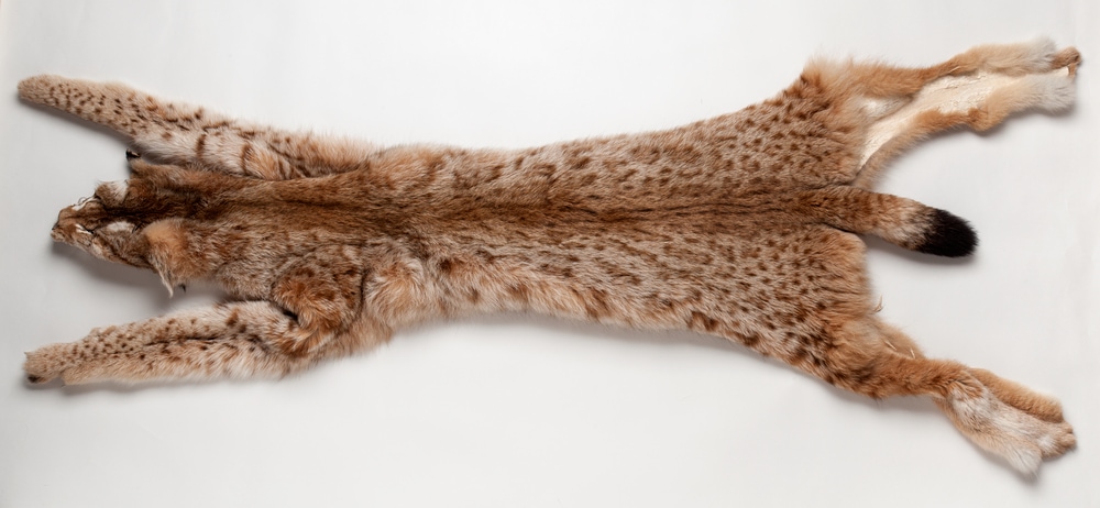 skin of a lynx placed on a white background