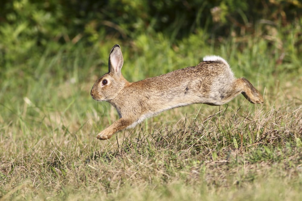 A wild rabbit jumping on grasslands