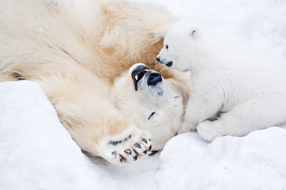 mother and cub polar bears in Alaska playing in snow