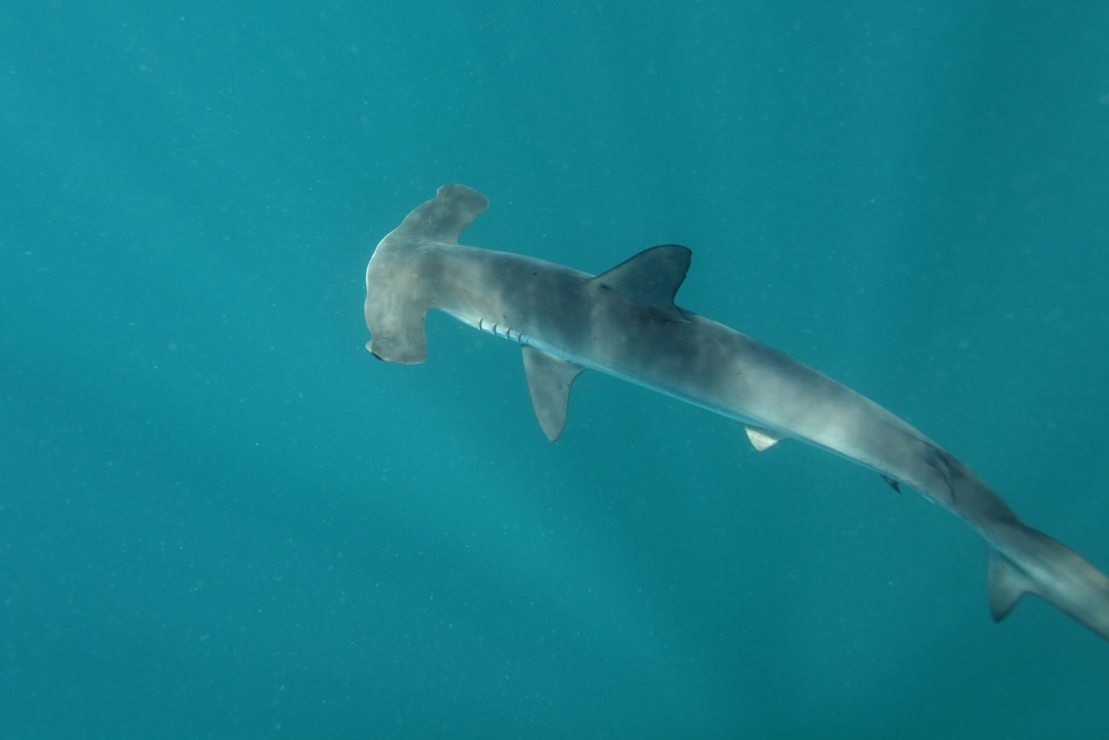 smooth hammerhead shark, or Sphyrna zygaena in the ocean