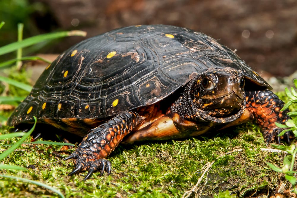detailed image of a Clemmys guttata or Spotted turtle on a grass showing its yellow spots on the shell