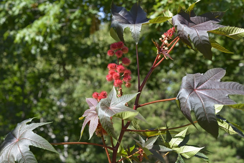 image of Ricinus communis or castor oil plant, a highly toxic plant, showing plant foliage & red ball spiky flowers