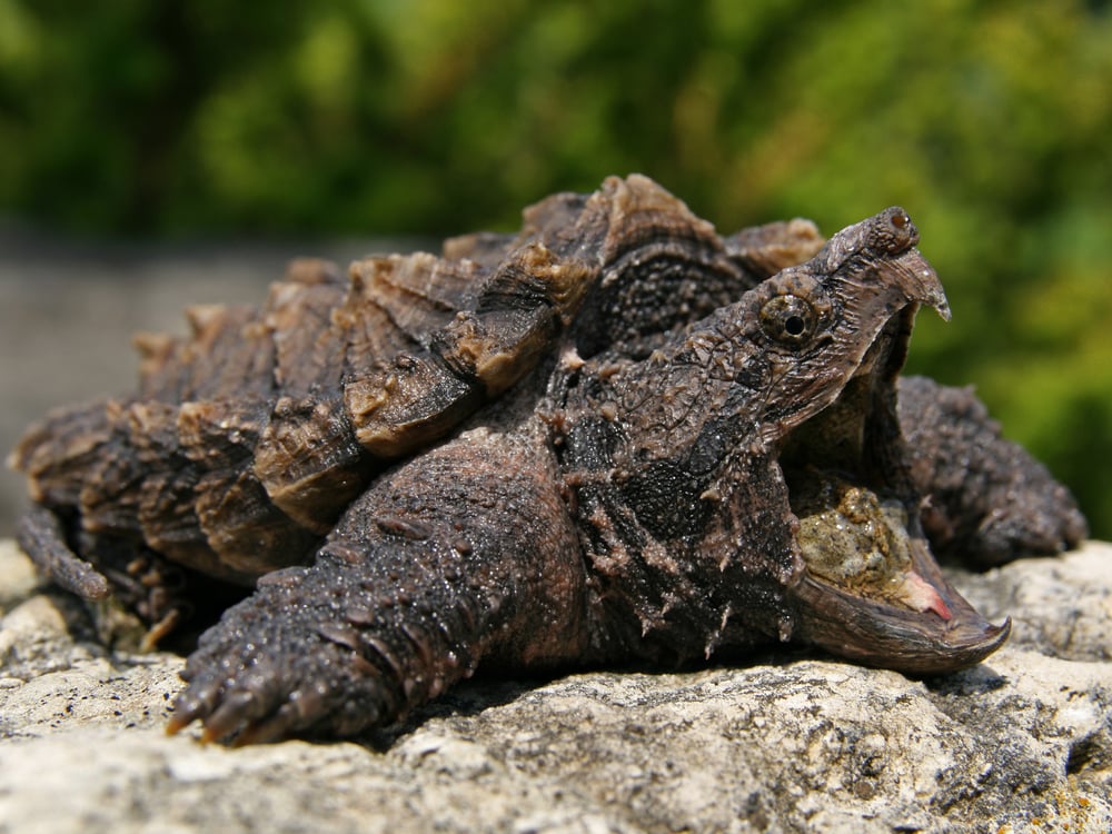 image of an Alligator snapping turtle or Macroclemys temminckii on a rock. The alligator snapping turtle is one of the turtles in Florida and is one of the largest freshwater turtles
