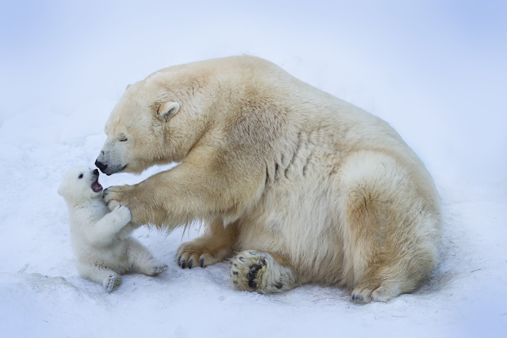 a mother polar bear with her polar  beacub on the snow 