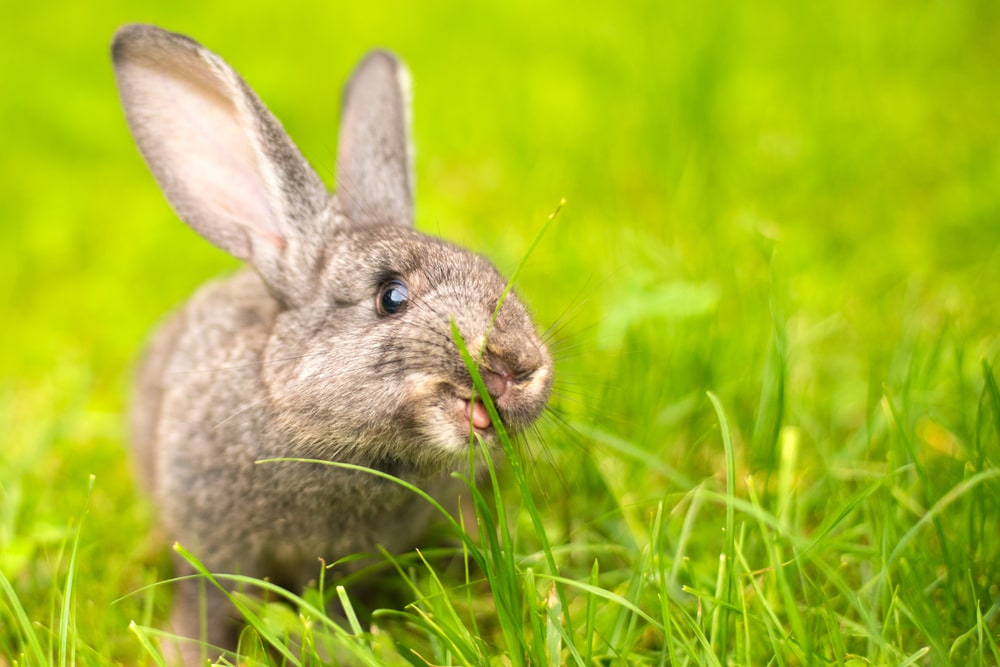 Brown rabbit eating grass