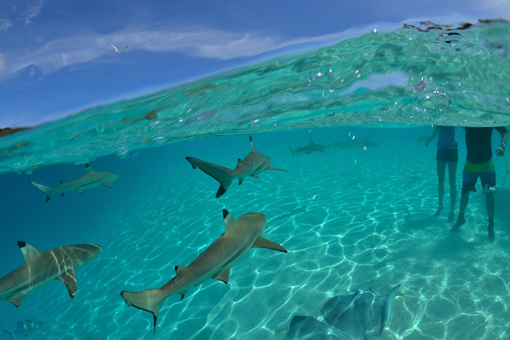 blacktip reef sharks swims near the coast and gets close to swimmers