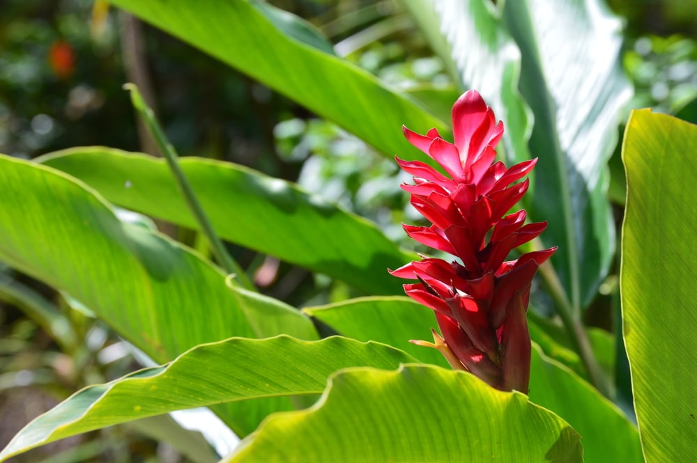 red flowering plant in tropical Rainforest