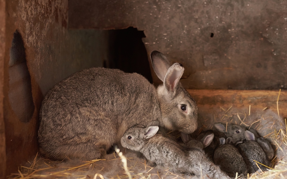 Image of a mother and baby rabbits