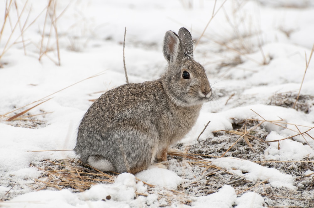 Mountain cottontail rabbit on snow with dead grass