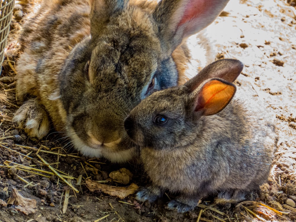 image of a mother and baby wild rabbit cuddling
