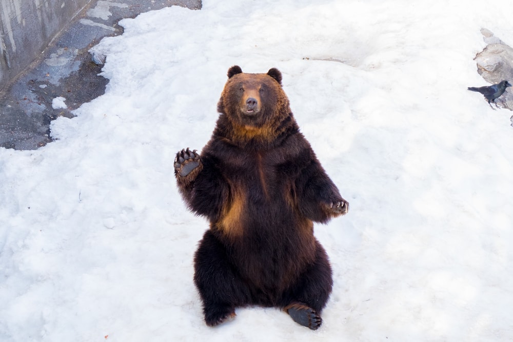 Brown bear waving at Noboribetsu Bear Park, Hokkaido, Japan.
