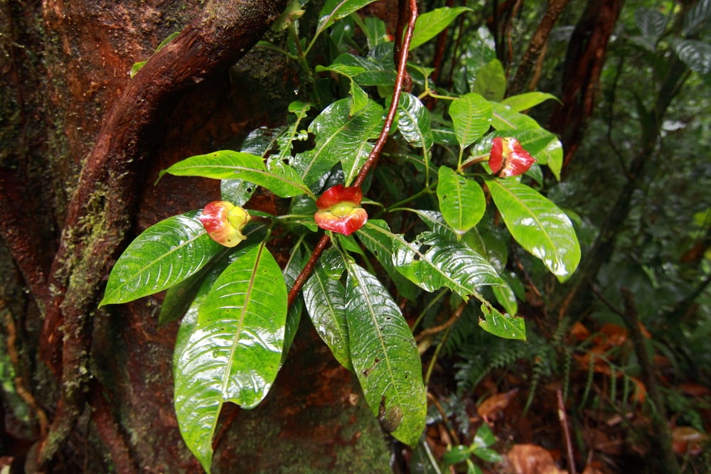 Tropical rainforest plants Psychotria Elata in Costa Rica