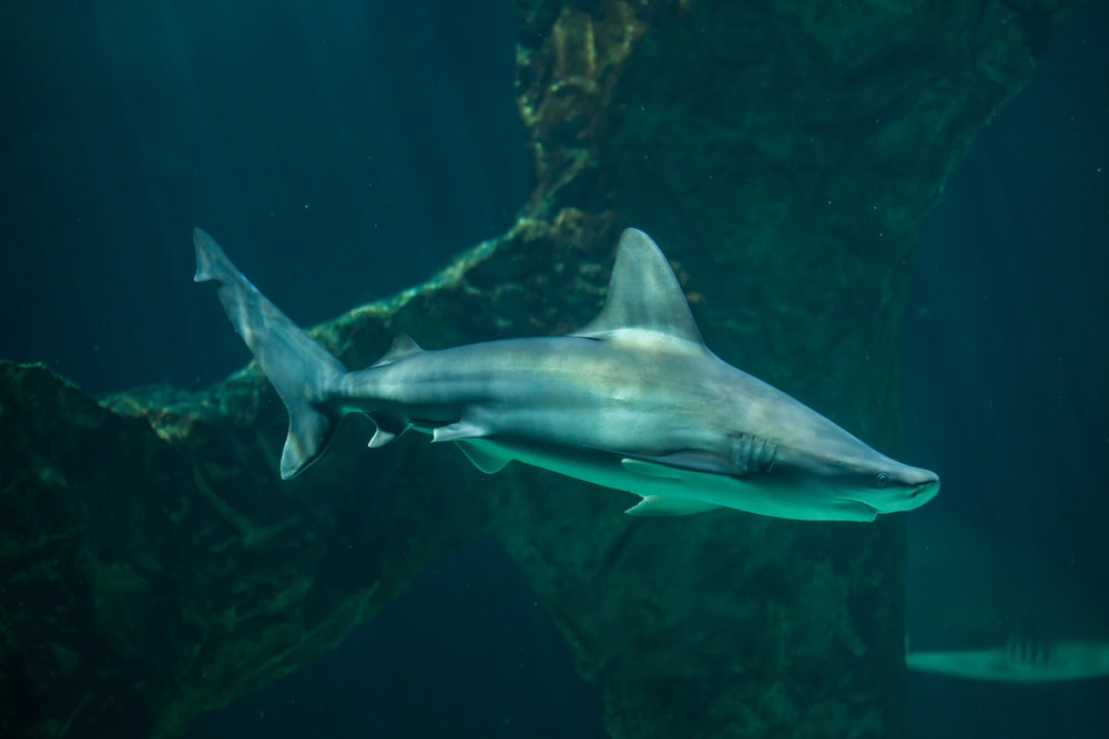 image of one of the sharks in Maui, the sandbar shark or Carcharhinus plumbeus