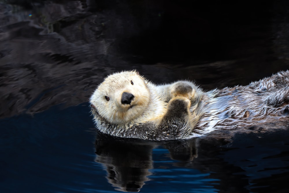 image of a sea otter floating in the water. Sea otter keeps sea urchins in check in order to maintain kelp forests  that's why they are considered as keystone species 