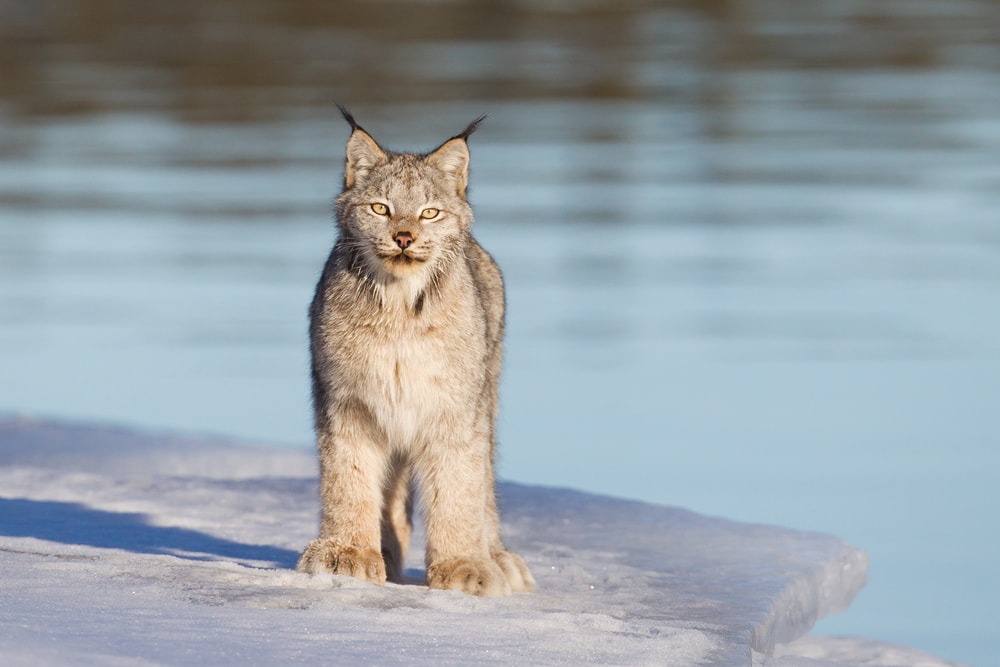 image of a Canadian Lynx standing on ice along in Yukon, Canada