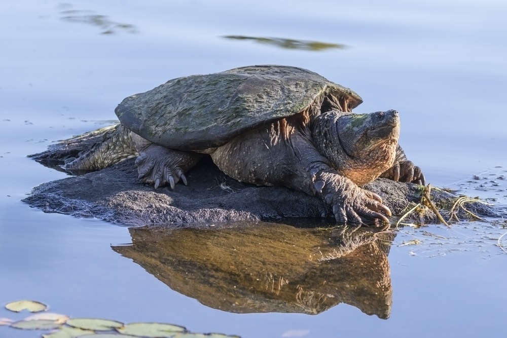 image of a common Snapping Turtle (Chelydra serpentina) basking on a rock on a pond