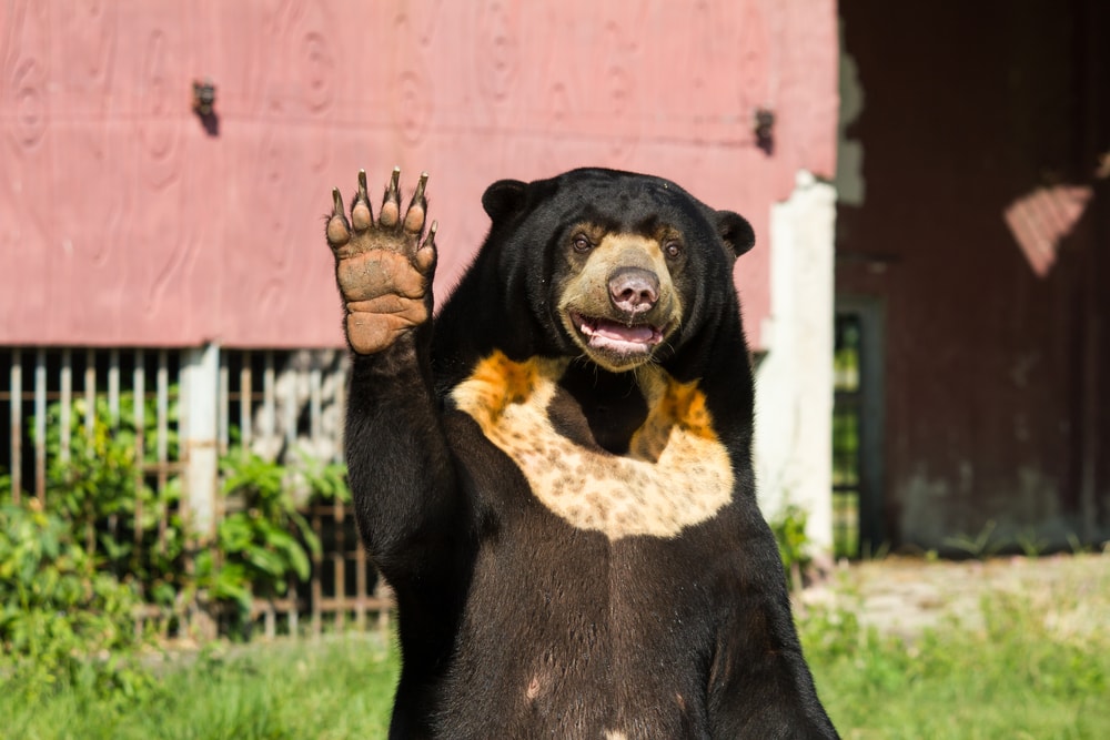 Adult Asianic black bear at the zoo waving